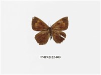 藏品(隱錨紋蛾)的圖片